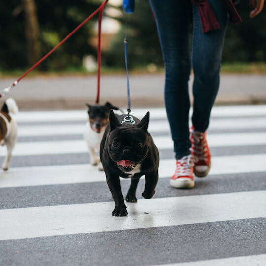 A person walking a dog on a leash